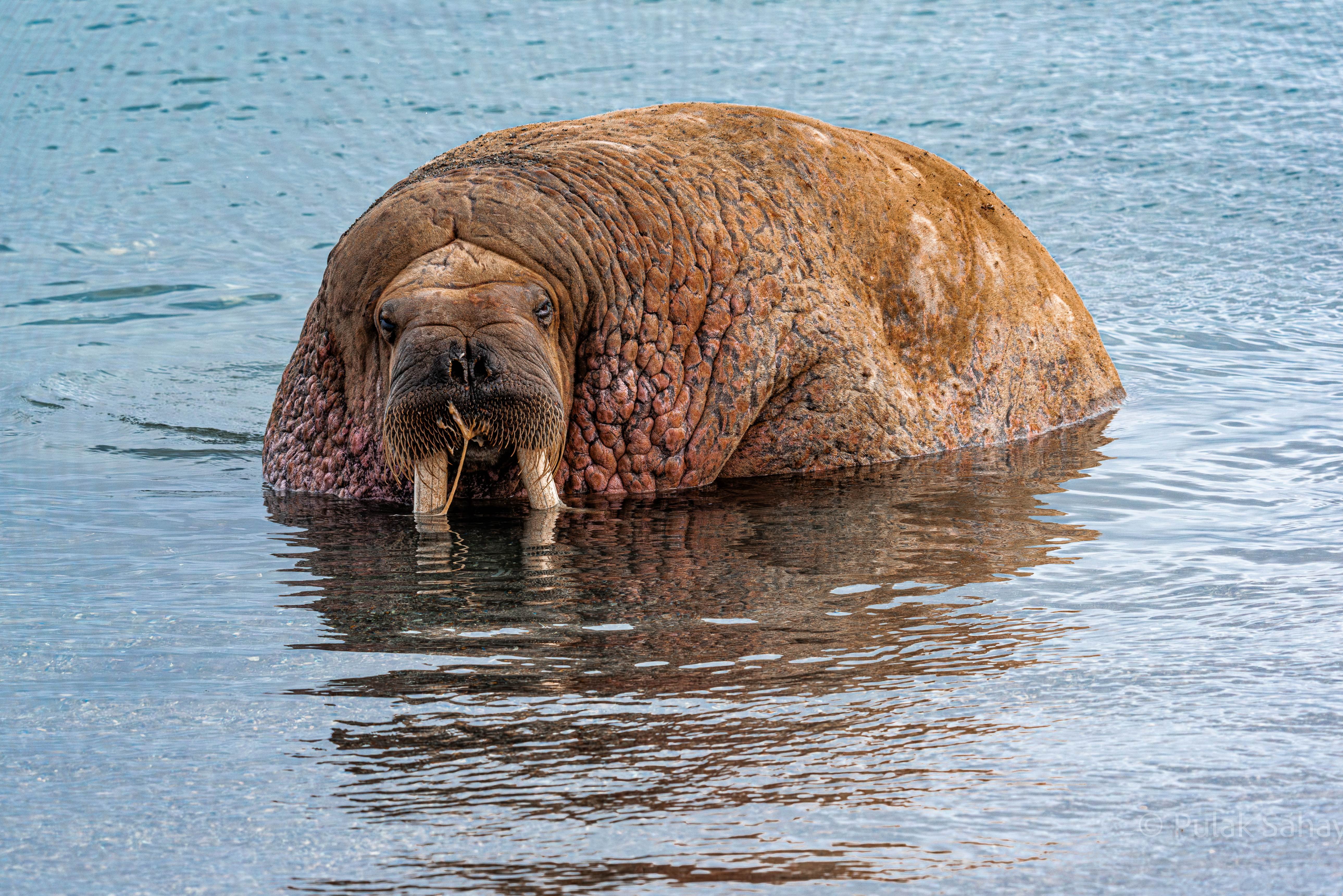 Submerged Walrus